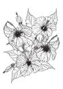 Chrysanthemum flower by hand drawing