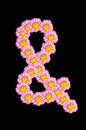 Chrysanthemum flower have ampersand shape