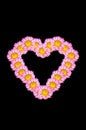 Chrysanthemum flower heart