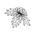 Chrysanthemum flower with leaves black outline drawing with white fill.