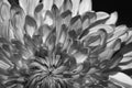 Chrysanthemum flower macro texture black and white Royalty Free Stock Photo