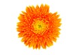 Chrysanthemum flower orange color. Royalty Free Stock Photo