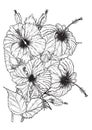Chrysanthemum flower by hand drawing