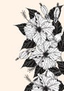 Chrysanthemum flower by hand drawing