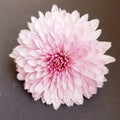 Chrysanthemum flower in pink. Beautiful petals.