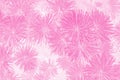 Chrysanthemum flower in pink tone color background.
