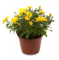 Chrysanthemum flower potted flowers Royalty Free Stock Photo