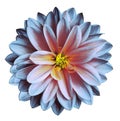 Chrysanthemum flower purple-pink-yellow on a white isolated background with clipping path no shadows. Closeup. For design. Royalty Free Stock Photo