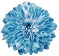 chrysanthemum flower blue. Flower isolated on a white background. No shadows with clipping path. Close-up. Nature Royalty Free Stock Photo