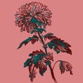 Chrysanthemum flower with stem, leaves isolated on pink.