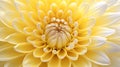 The chrysanthemum flower with a stunning close up shot