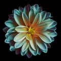 Chrysanthemum flower turquoise-blue-pink on the black isolated background with clipping path no shadows. Closeup. For desi