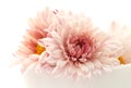 Chrysanthemum Royalty Free Stock Photo