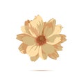 Chrysanthemum flower. Vector floral illustration with isolated y Royalty Free Stock Photo