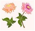 Chrysanthemum flower vector for tattoo or embroider.