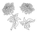 Chrysanthemum flower vector for tattoo or embroider.