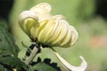 Chrysanthemum, flower Royalty Free Stock Photo