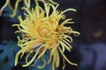 Chrysanthemum, flower Royalty Free Stock Photo