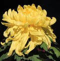 Chrysanthemum, flower Royalty Free Stock Photo