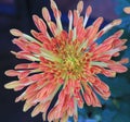Chrysanthemum, flower Royalty Free Stock Photo