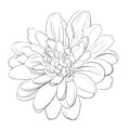 Chrysanthemum flower on white background.