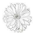 Chrysanthemum flower on white background.