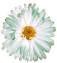 Chrysanthemum flower on a white isolated background with clipping path. Closeup. Royalty Free Stock Photo