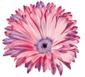 Chrysanthemum flower on white isolated background with clipping path. Closeup. Royalty Free Stock Photo