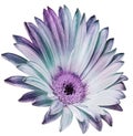 Chrysanthemum flower on white isolated background with clipping path. Closeup. Royalty Free Stock Photo