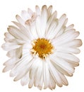 Chrysanthemum flower on white isolated background with clipping path. Closeup.. Royalty Free Stock Photo