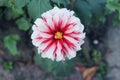 Chrysanthemum Flower. White and Red color combination colorful Chrysanthemum Flower.