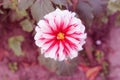 Chrysanthemum Flower. White and Red color combination colorful Chrysanthemum Flower.