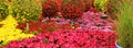 Chrysanthemum flowerbed, Colorful flower in garden for background