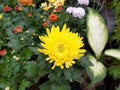 Yellow Chrysanthemum Flower in Sarangan Indonesia Royalty Free Stock Photo