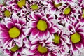 Chrysanthemum flowers