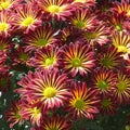 Chrysanthemum flowers