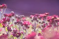 Chrysanthemum flowers in a autumn sunny morning under threads of spiders web Royalty Free Stock Photo