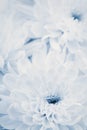Chrysanthemum flowers for background, beautiful floral texture, retro toning, blue color