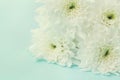 Chrysanthemum flowers for background, beautiful floral texture, retro toning, white and blue color Royalty Free Stock Photo