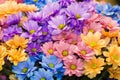 Chrysanthemum flowers bouquet