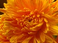 Chrysanthemum flowers bouquet. Beautiful vibrant orange yellow autumn garden flower. Close up view. Royalty Free Stock Photo