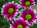 Chrysanthemum flowers bouquet. Beautiful vibrant red white and greeen autumn garden flower. Blurred background. Royalty Free Stock Photo