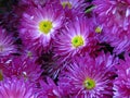 Chrysanthemum flowers bouquet. Beautiful vibrant violet white and yellow autumn garden flower. Royalty Free Stock Photo