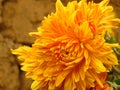 Chrysanthemum flowers bouquet. Beautiful vibrant orange yellow autumn garden flower on blurred background. . Royalty Free Stock Photo