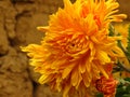 Chrysanthemum flowers bouquet. Beautiful vibrant orange yellow autumn garden flower on blurred background. Royalty Free Stock Photo