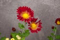 Chrysanthemum flowers Royalty Free Stock Photo