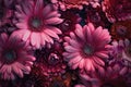 Chrysanthemum flowers close up as a beautiful background.AI generated Royalty Free Stock Photo