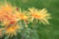 Chrysanthemum flowers Royalty Free Stock Photo