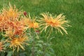 Chrysanthemum flowers Royalty Free Stock Photo