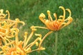 Chrysanthemum flowers Royalty Free Stock Photo